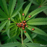 Cannabis Quick Facts