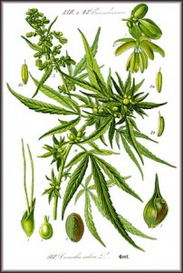 Illustration of Cannabis sativa